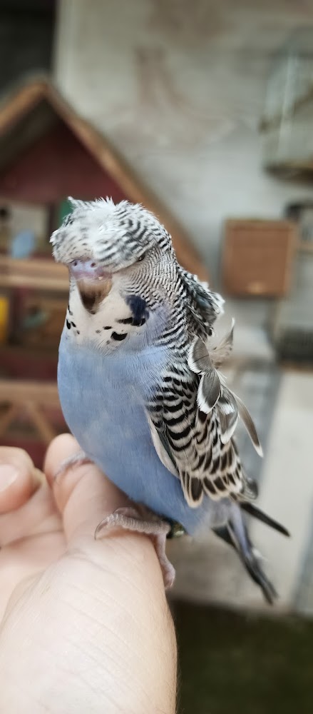 سوك الغزل الاصل